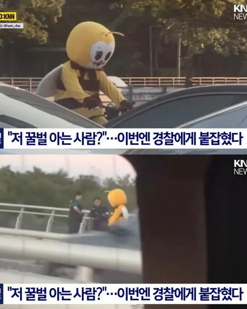 일산에서 9년째 목격된 꿀벌 복장 남성이 경찰에 붙잡힌 모습