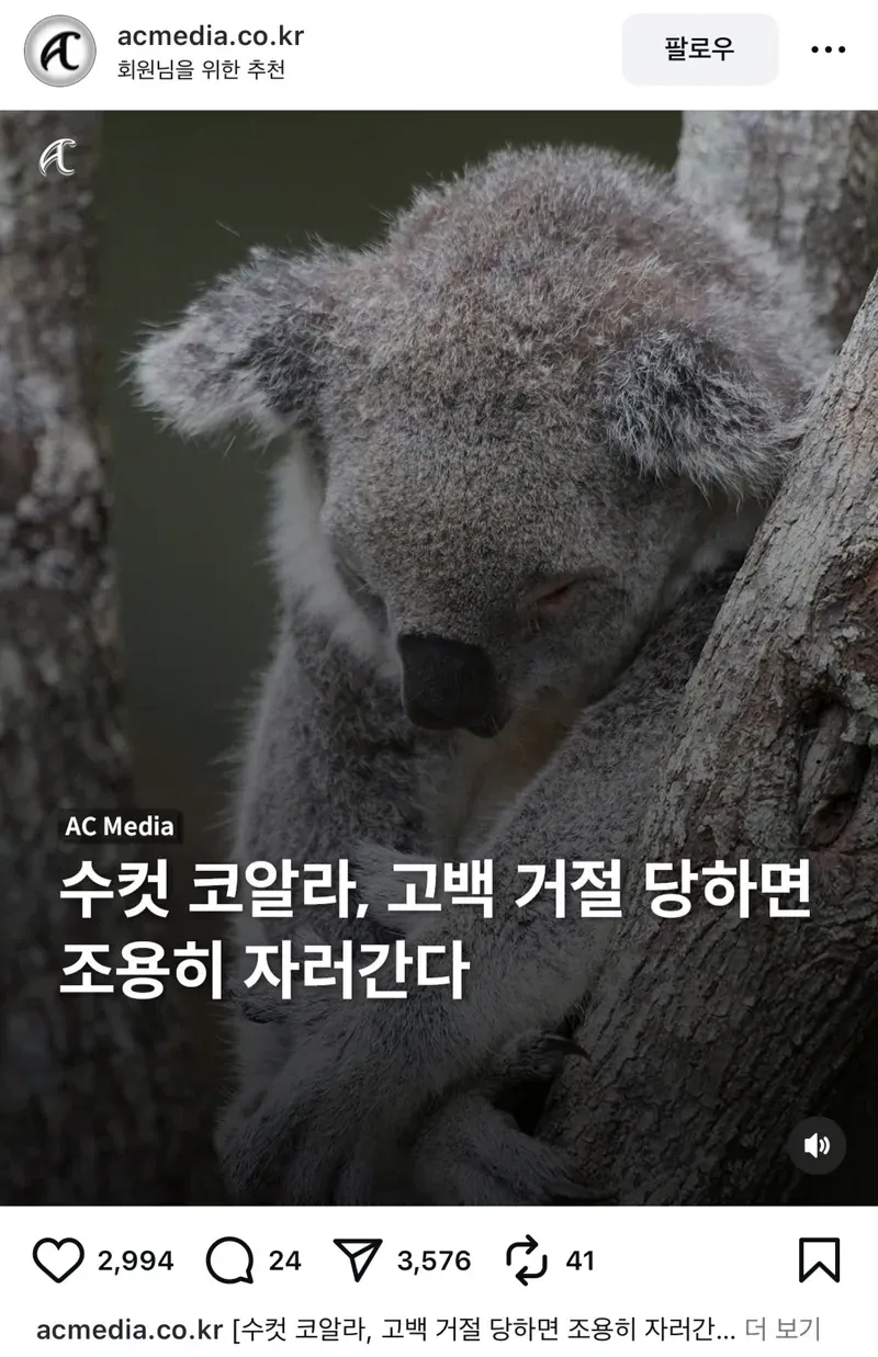 암컷에게 거절당한 수컷 코알라가 조용히 자리를 떠난다