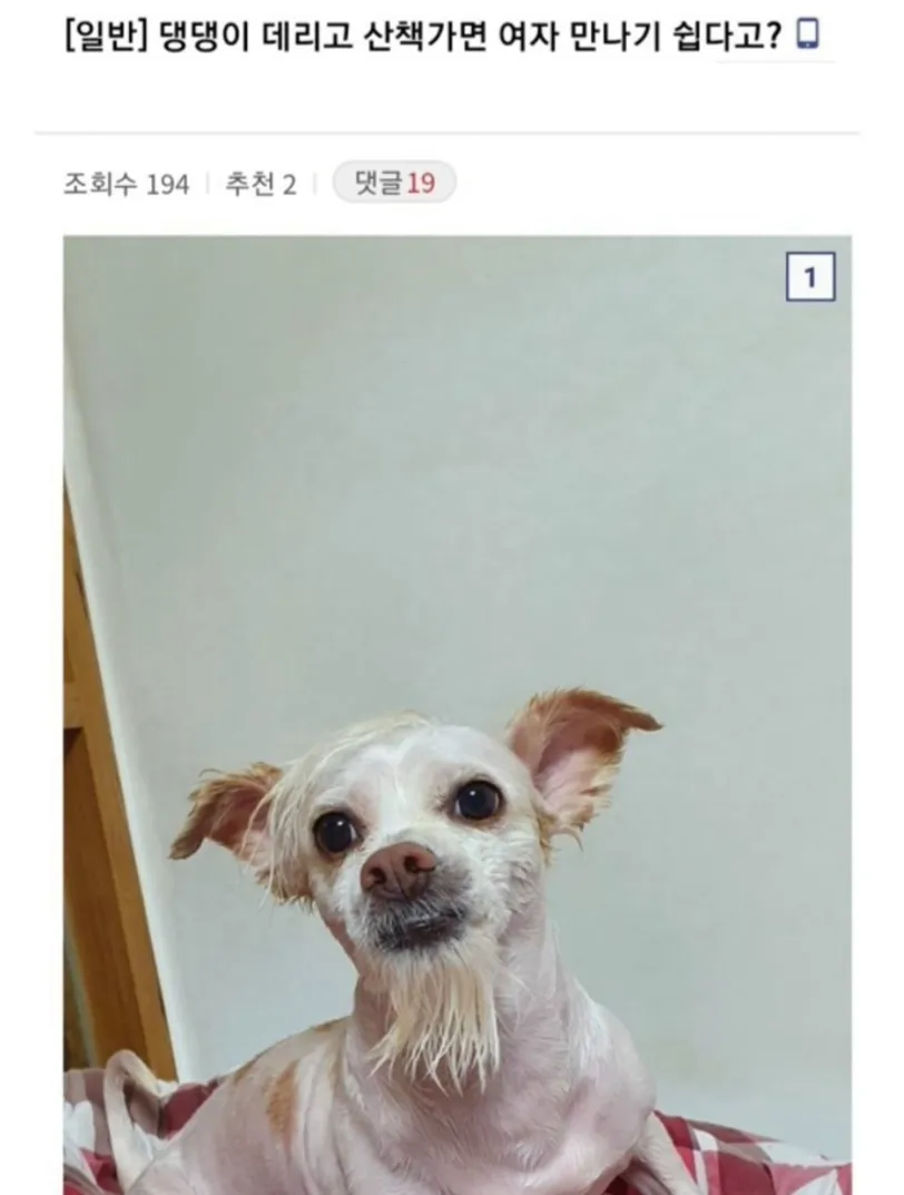 강아지와 산책하면 여자 만나기 쉽다는 문구 이미지