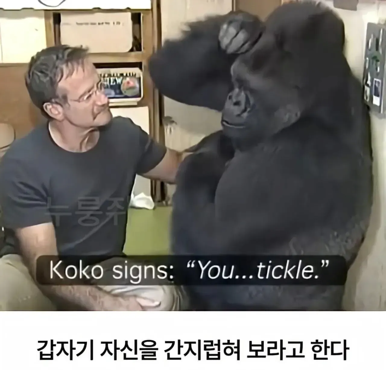 고릴라 코코가 “You... tickle.”이라고 수어로 표현하는 모습