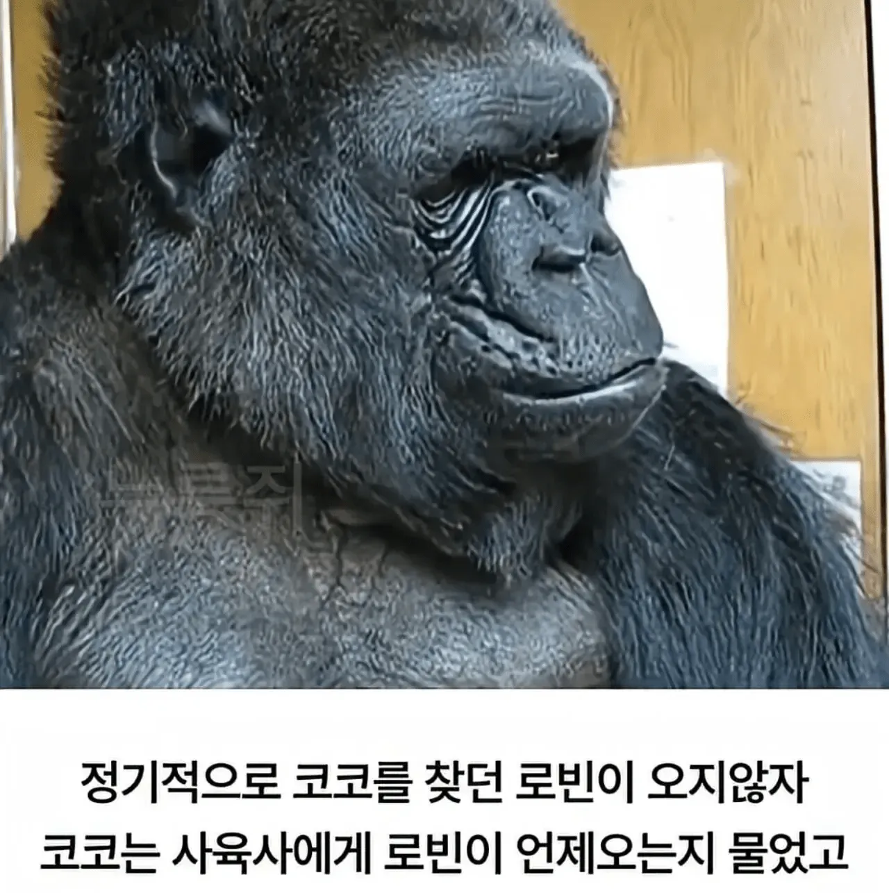 수어로 로빈의 방문을 묻는 고릴라 코코