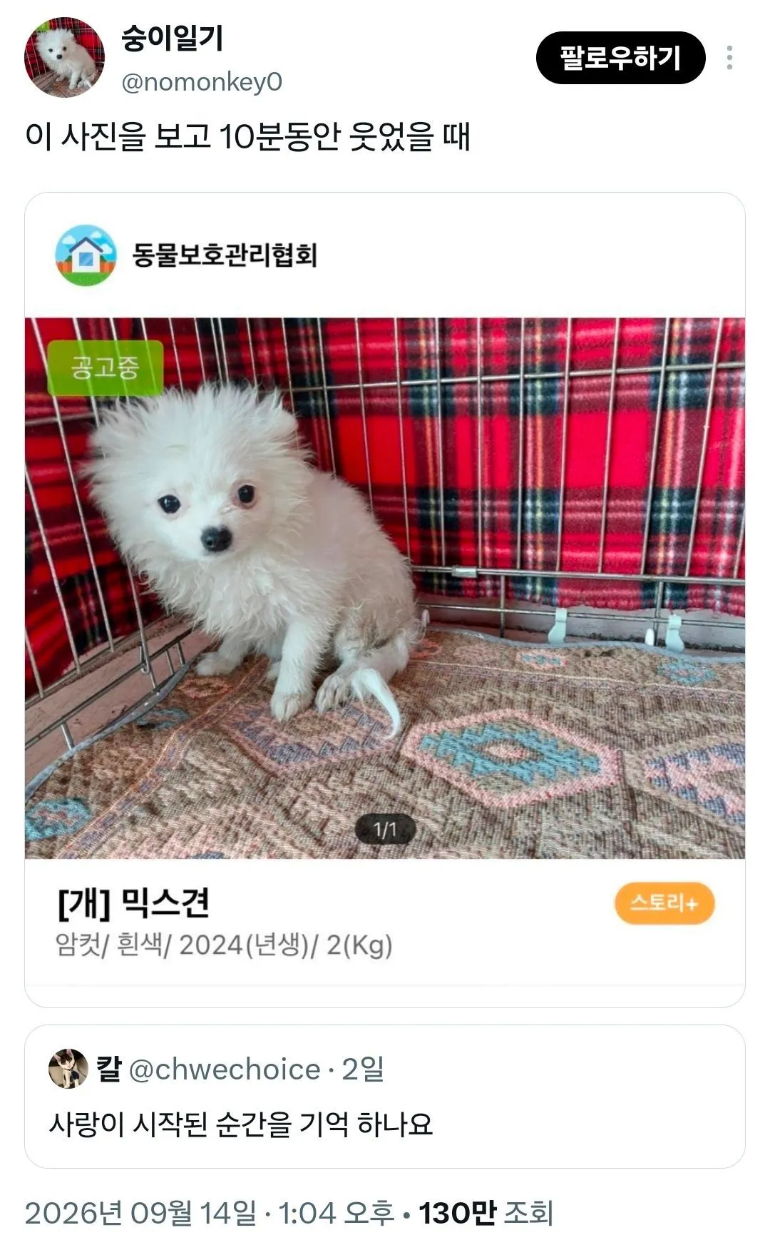 흰색 암컷 믹스견 입양 공고와 “이 사진을 보고 10분 동안 웃었을 때”라는 문구가 담긴 게시물.