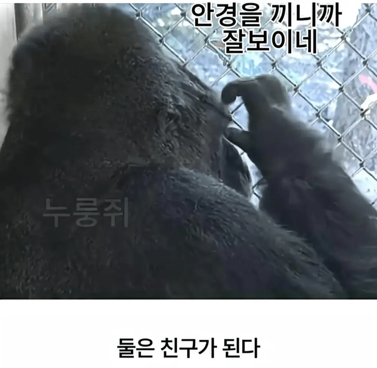 안경 쓴 고릴라와 인간이 마주 보며 친구가 된다