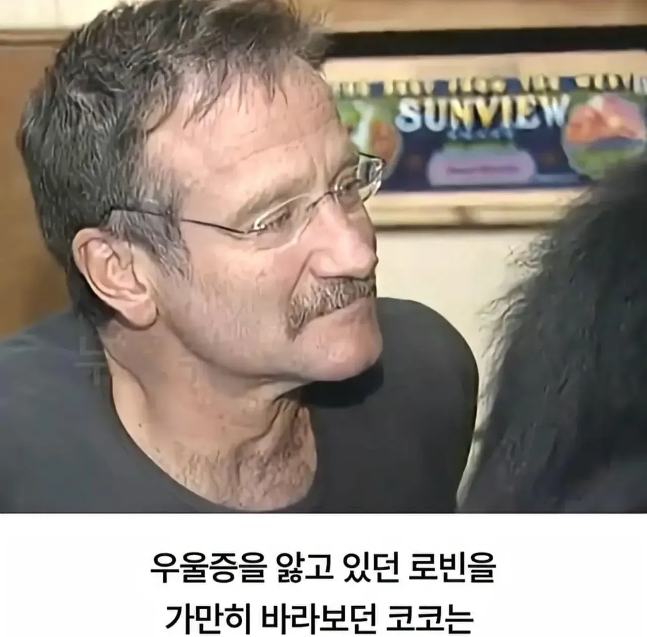 우울증을 앓던 로빈을 바라보는 고릴라 코코