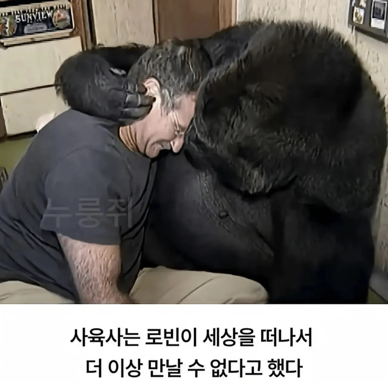수어로 인간과 대화한 고릴라 로빈의 모습