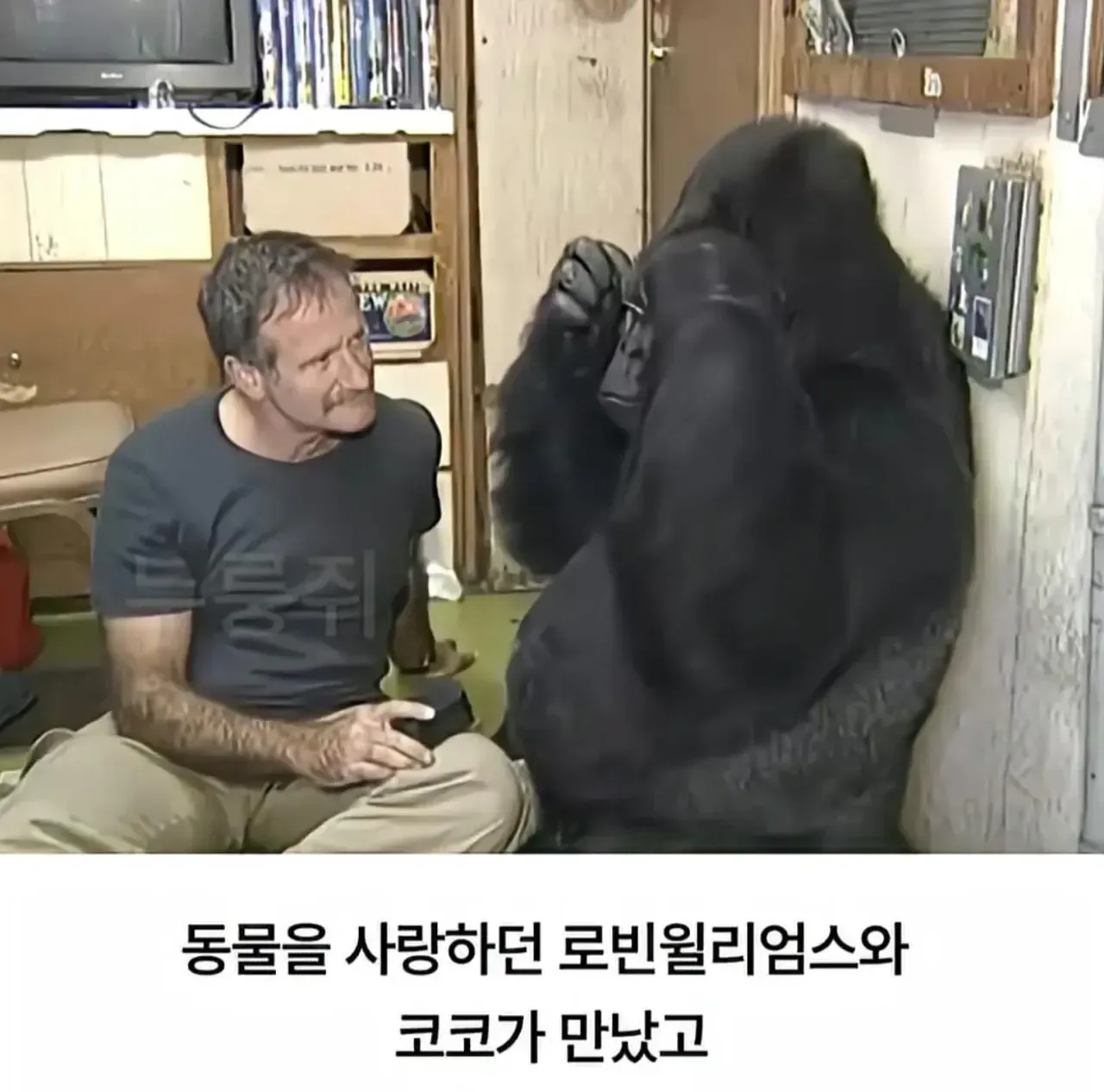 동물을 사랑한 로빈 윌리엄스와 고릴라 코코의 만남