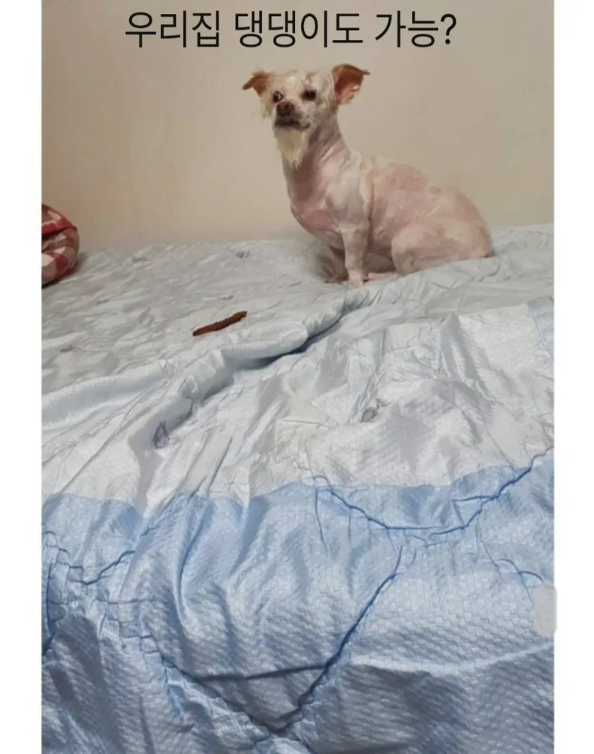 강아지를 데리고 산책하면 여자 만나기 쉽다는 밈 이미지