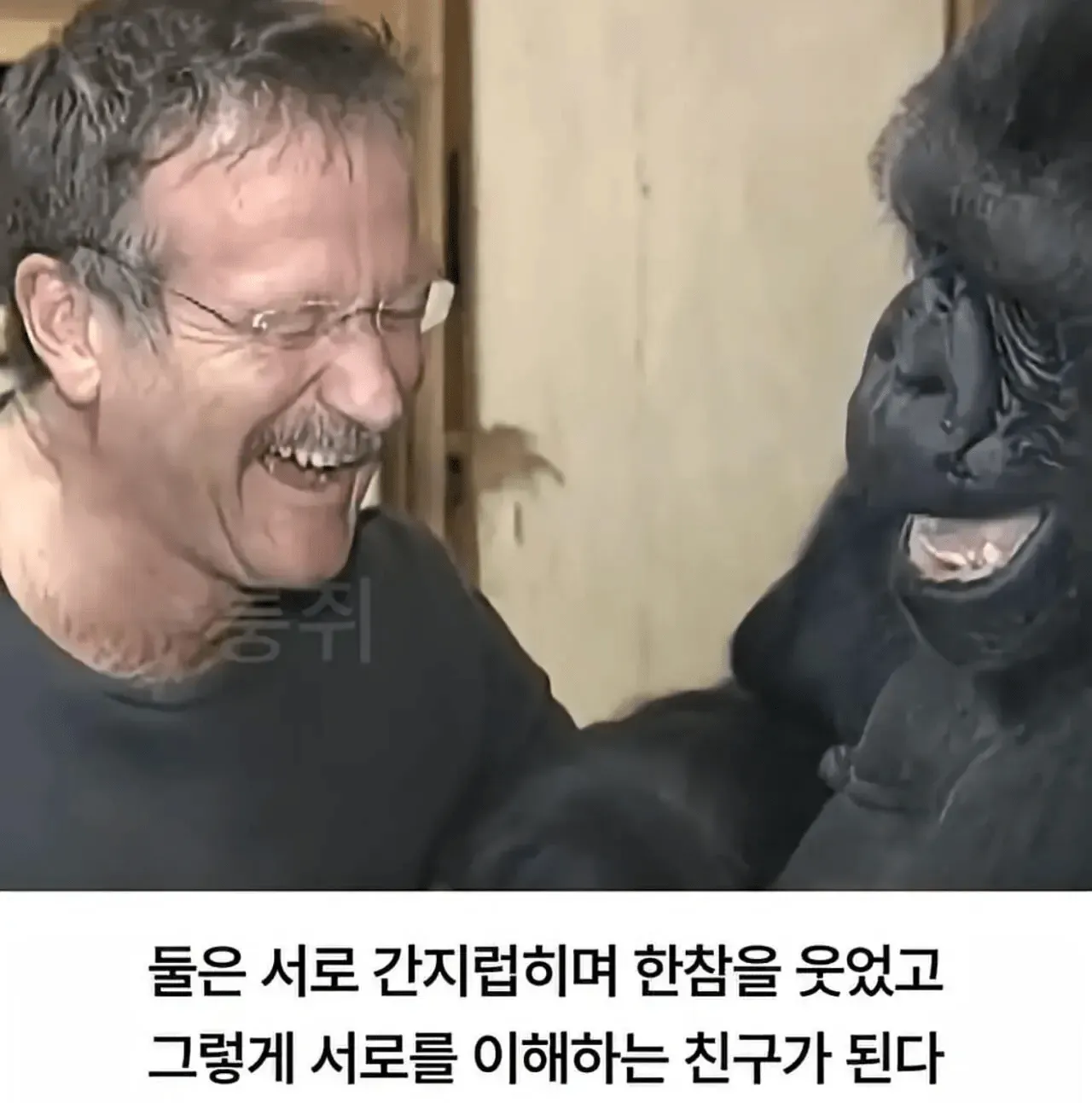 고릴라와 사람이 서로를 간지럽히며 웃고 있다