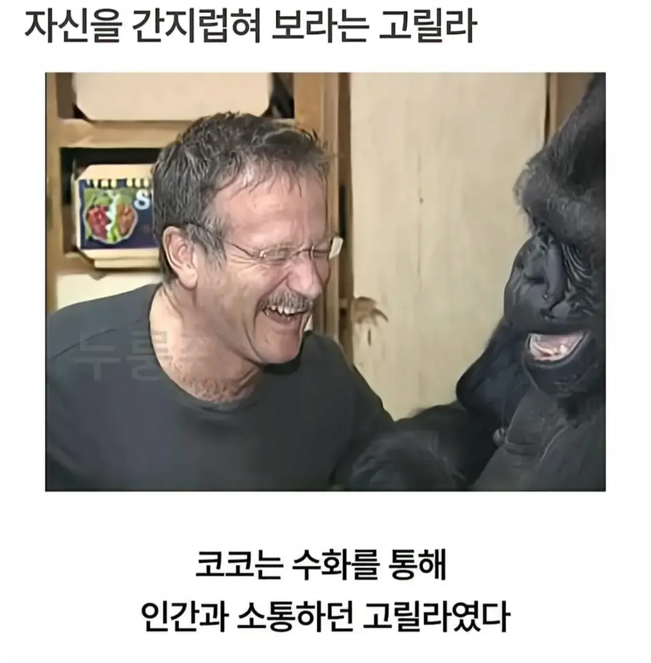 수화로 인간과 대화하는 고릴라 코코