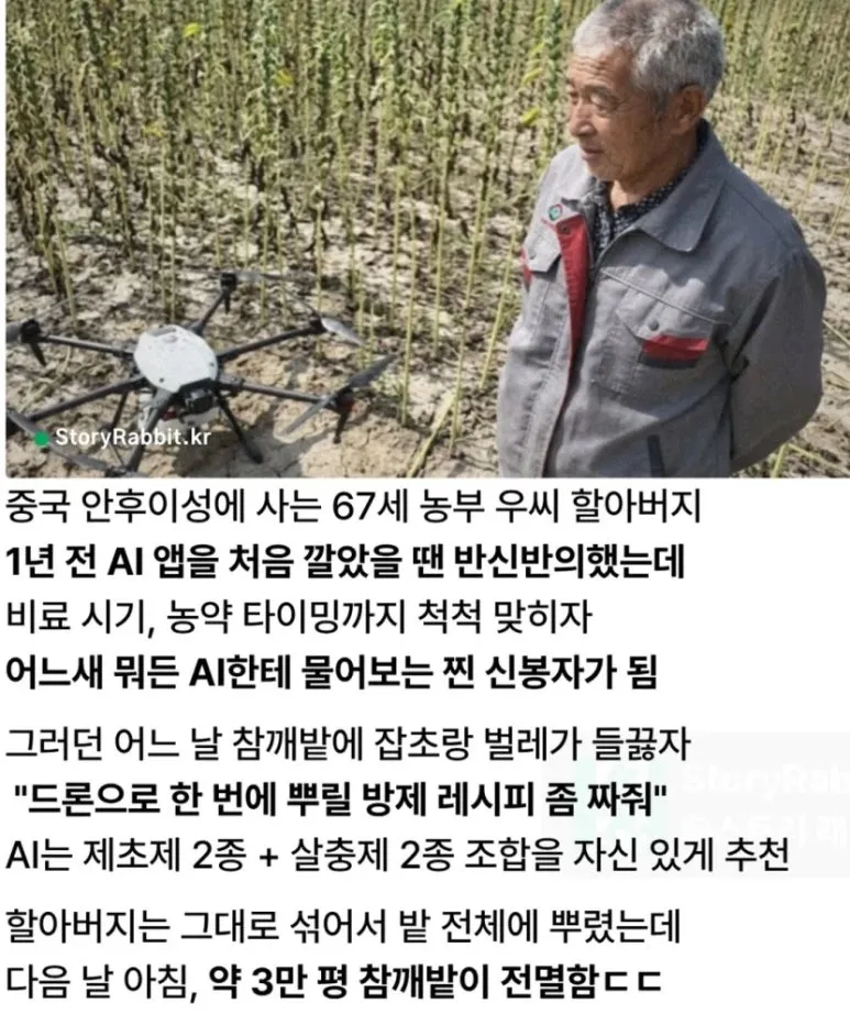 AI 농약 조합을 믿었다가 전멸한 참깨밭을 바라보는 중국 농부