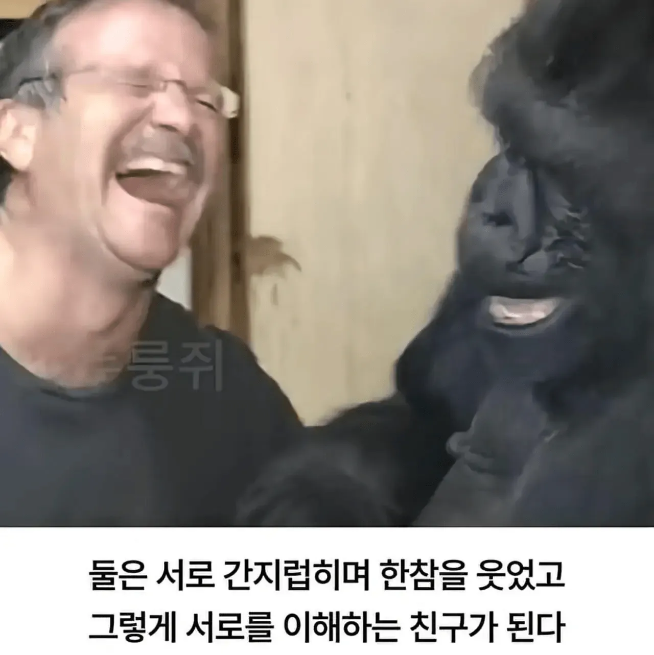 고릴라와 사람이 서로 간지럽히며 웃고 있다