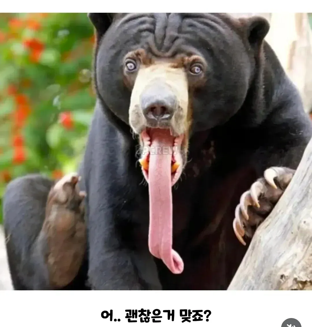 사람 앞에 선 작은 곰과 “어.. 괜찮은 거 맞죠?” 문구