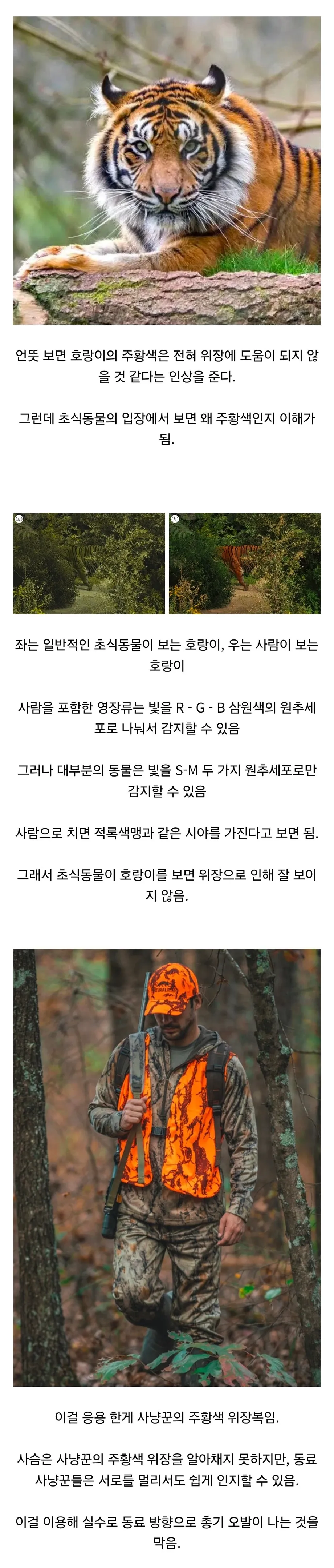 초식동물과 사람에게 다르게 보이는 주황색 호랑이 비교 인포그래픽