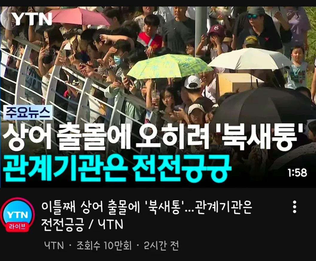 부산 상어 출몰 소식에 북새통, 관계기관은 전전긍긍