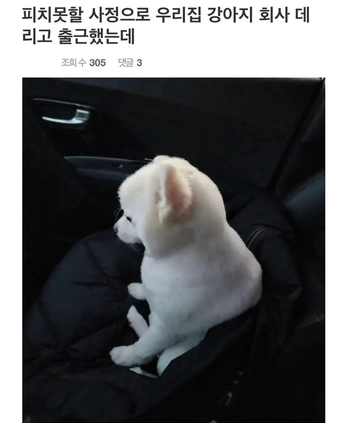 강아지를 회사에 데리고 출근한 상황