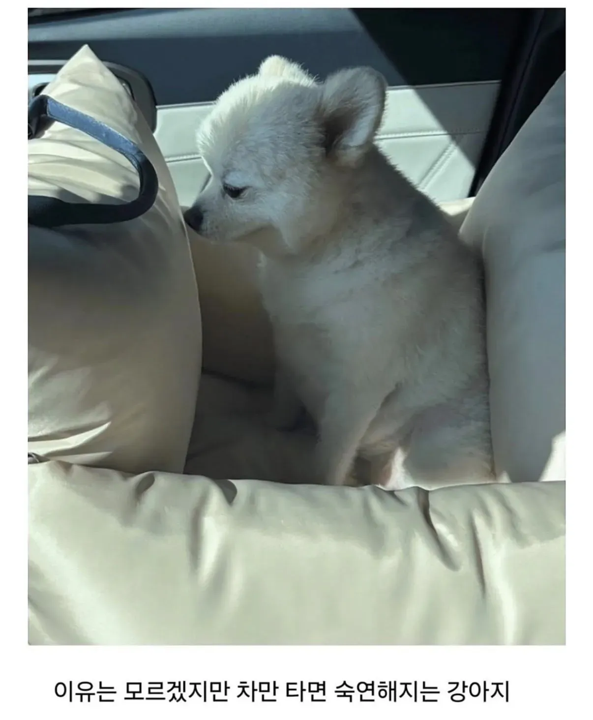 차 안에서 숙연한 표정으로 앉아 있는 강아지