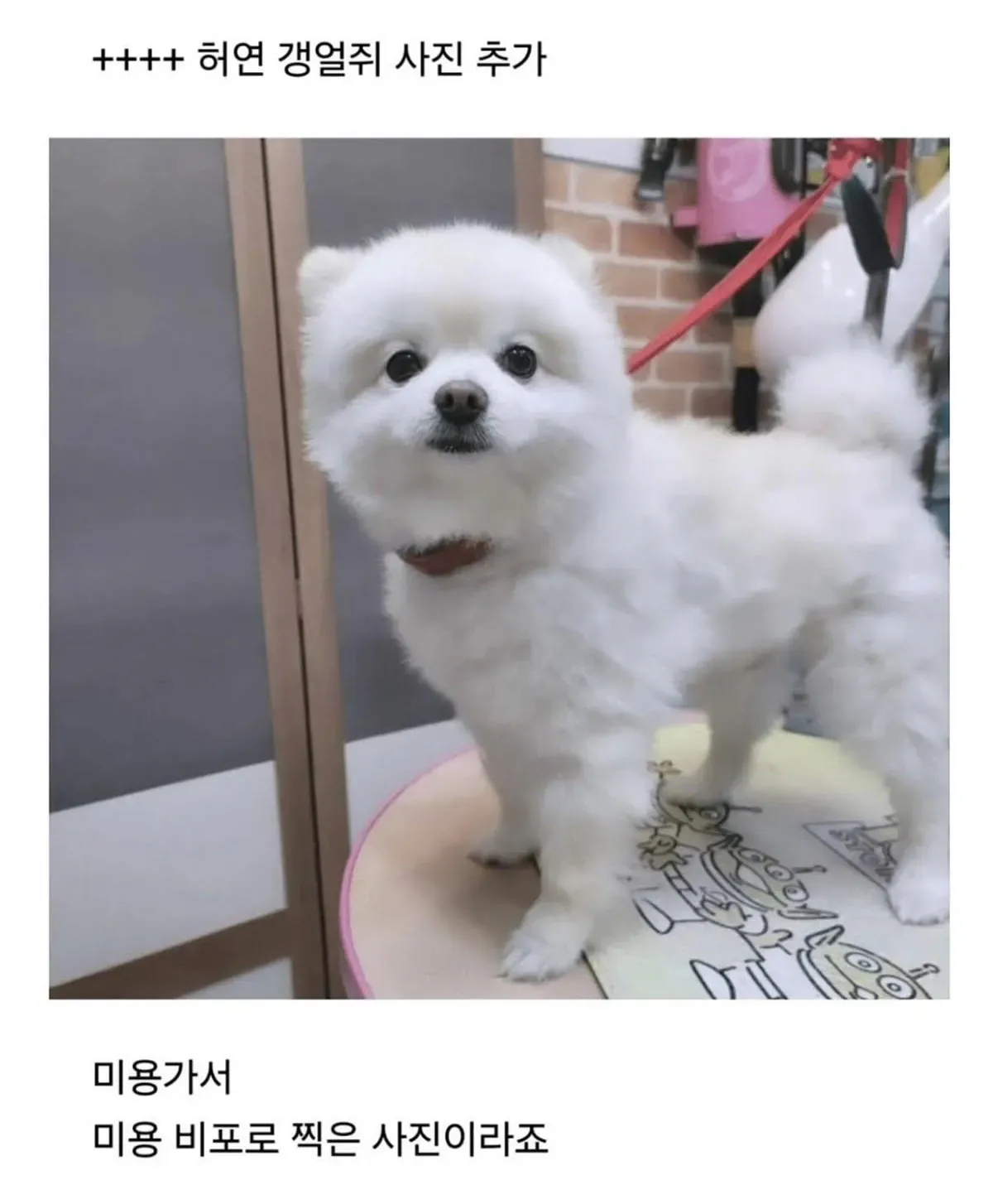 미용 전 하얀 강아지가 사무실에 앉아 있다