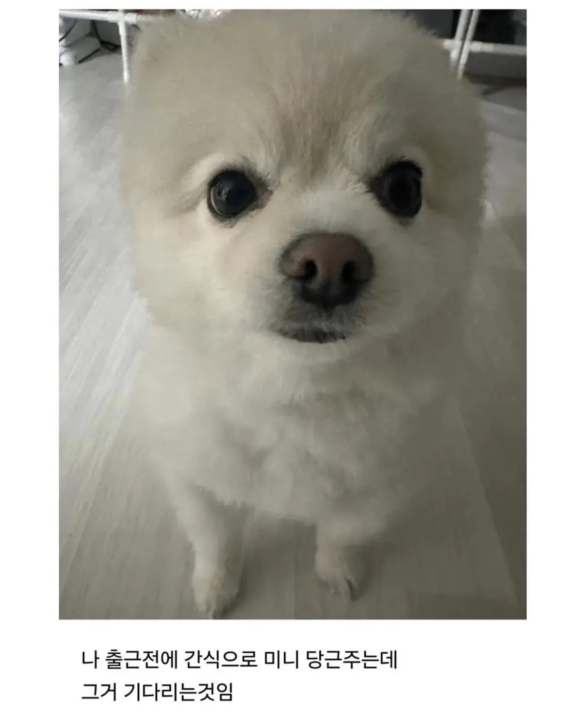 출근 전 미니 당근 간식을 기다리는 강아지