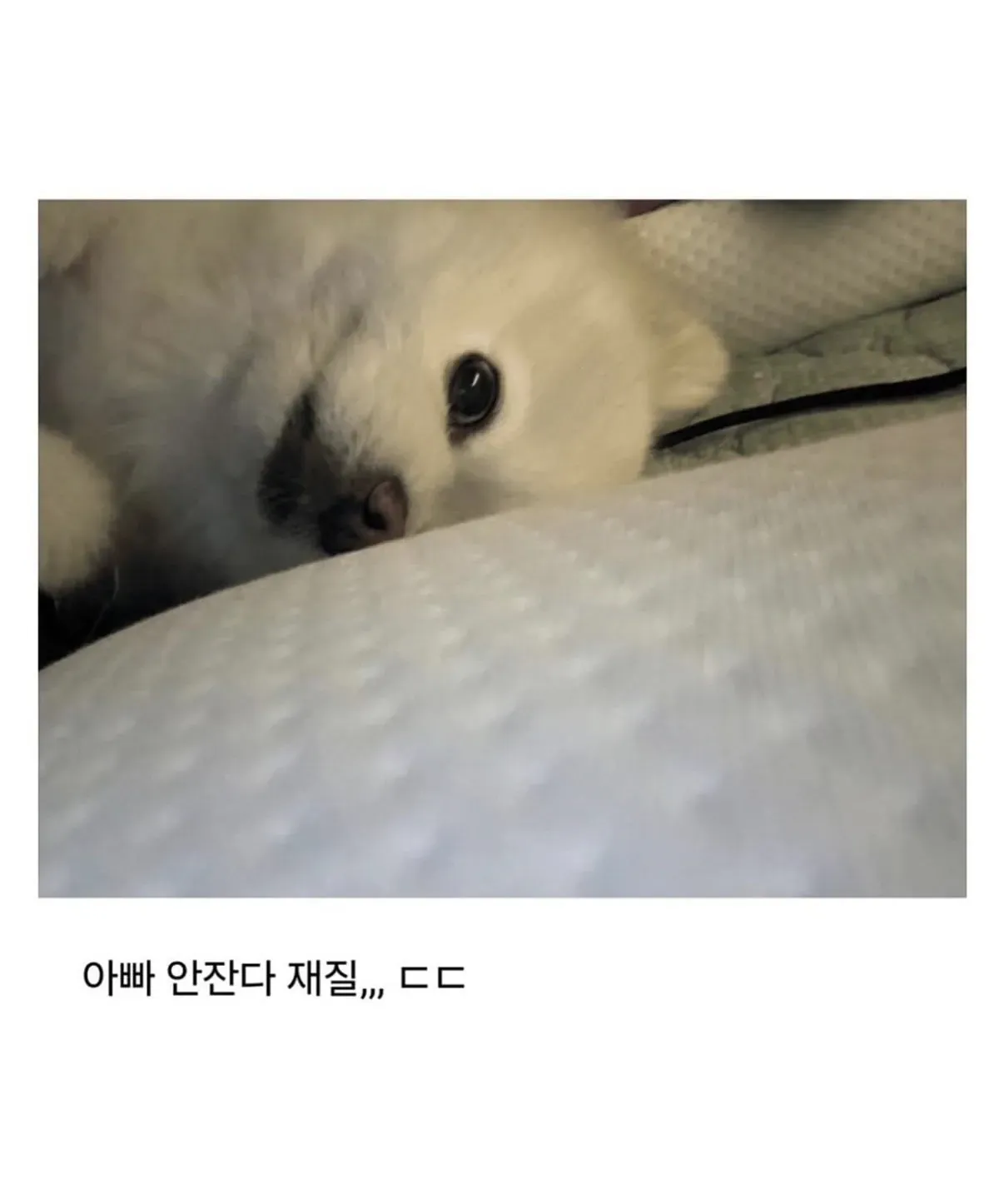 사무실에서 주인 곁을 지키는 강아지