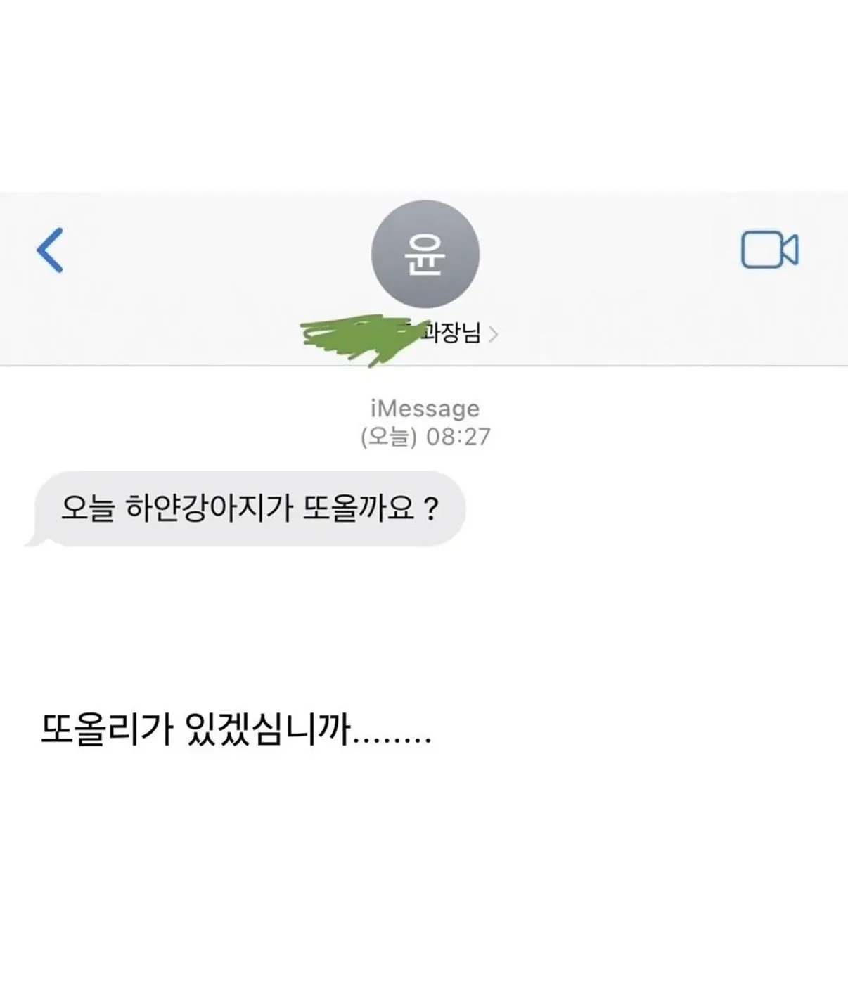 사무실에 데려온 하얀 강아지가 바닥에 앉아 있다