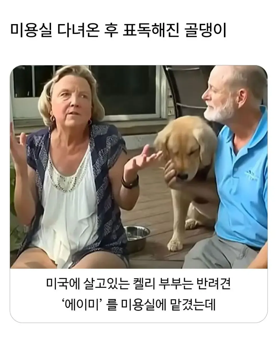 미용실을 다녀온 뒤 표독한 표정으로 앉아 있는 골든리트리버