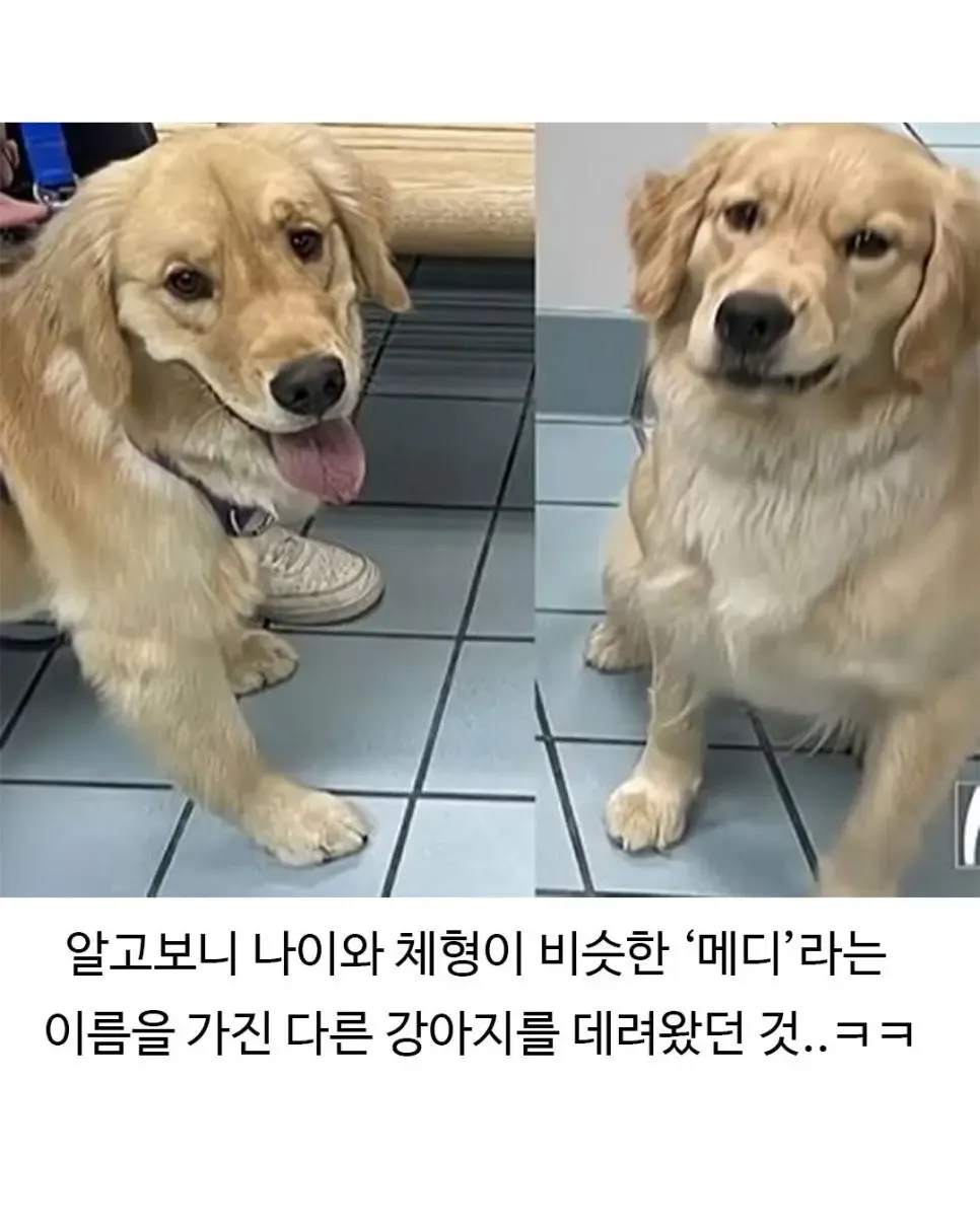 미용 후 표독한 표정으로 앉아 있는 골든리트리버