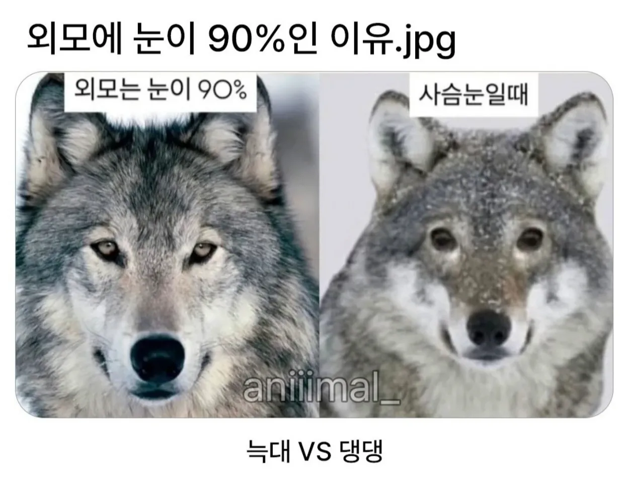 외모는 눈이 90%, 사슴눈과 늑대·강아지 눈 비교