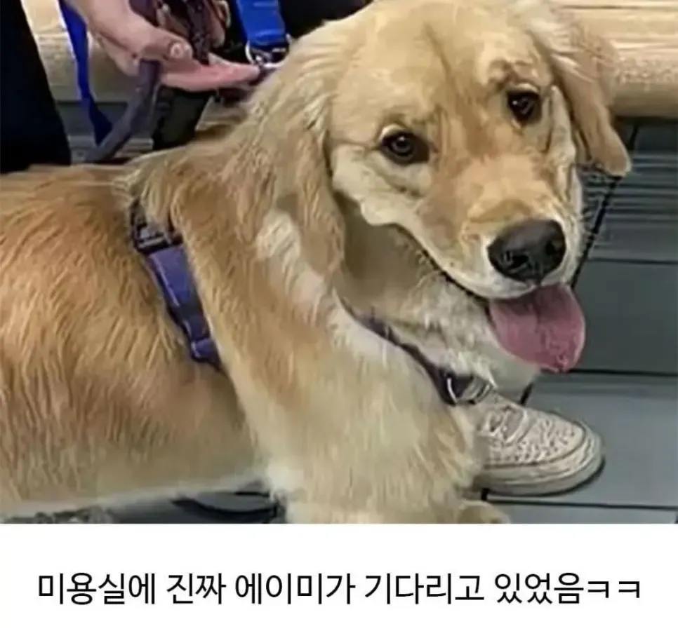 미용실 다녀온 뒤 표독한 표정의 골든리트리버