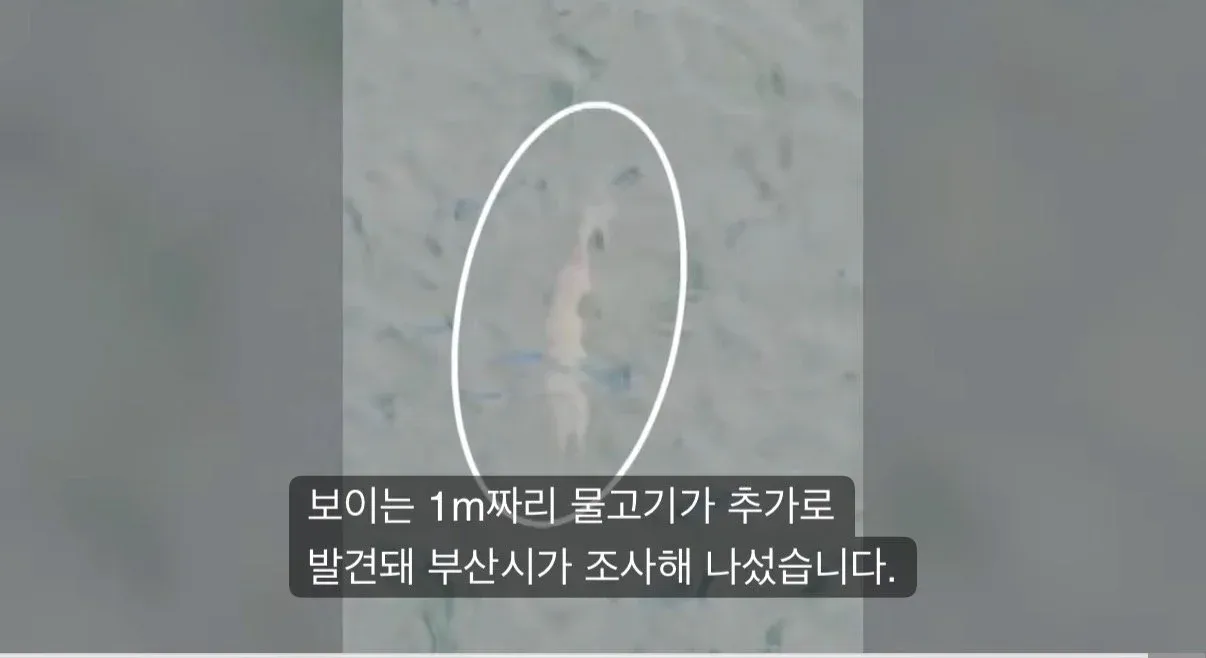 보이는 1m짜리 물고기가 추가로 발견돼 부산시가 조사해 나섰습니다.