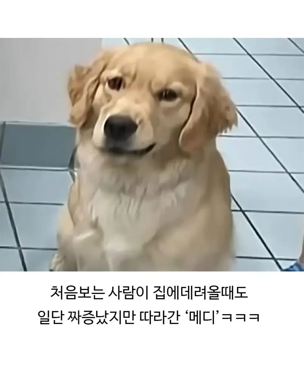 미용 후 표독한 표정으로 낯선 사람을 따라가는 골든리트리버 메디