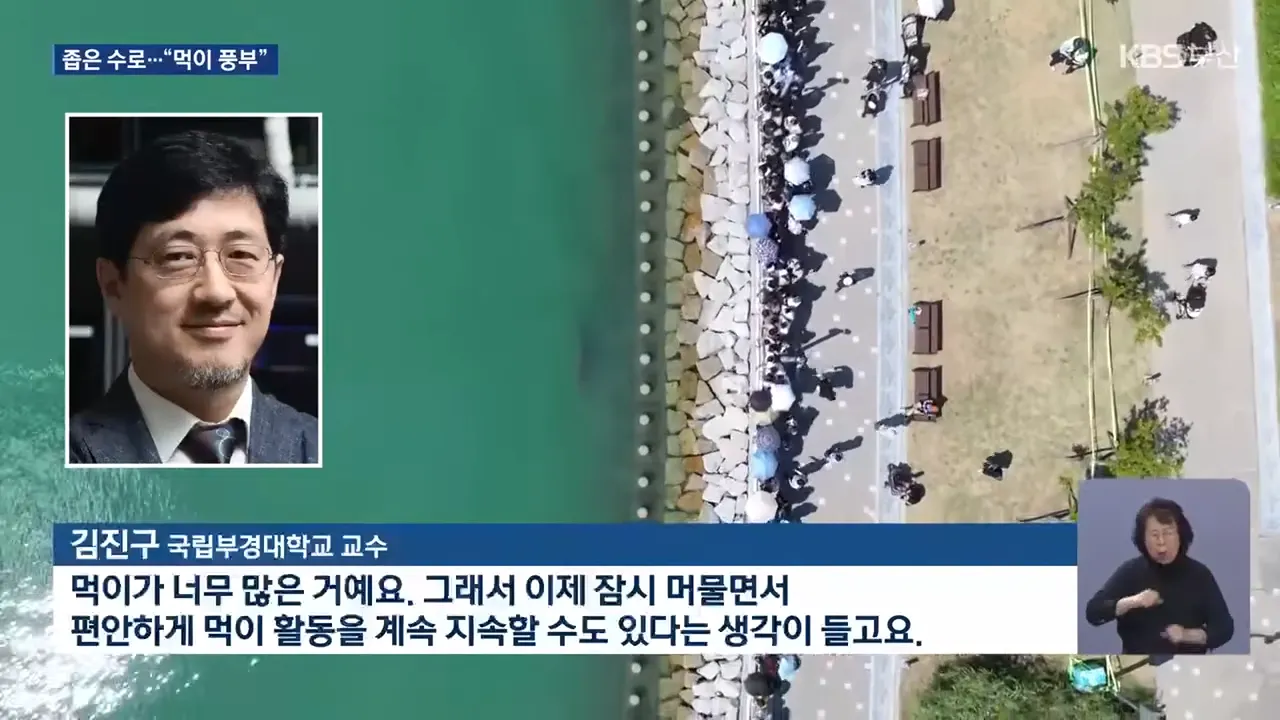 부산 수로에 머무는 상어와 풍부한 먹이 환경