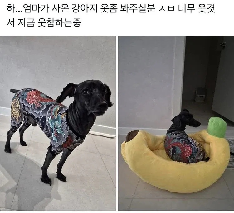 강아지가 우스꽝스러운 옷을 입고 있다