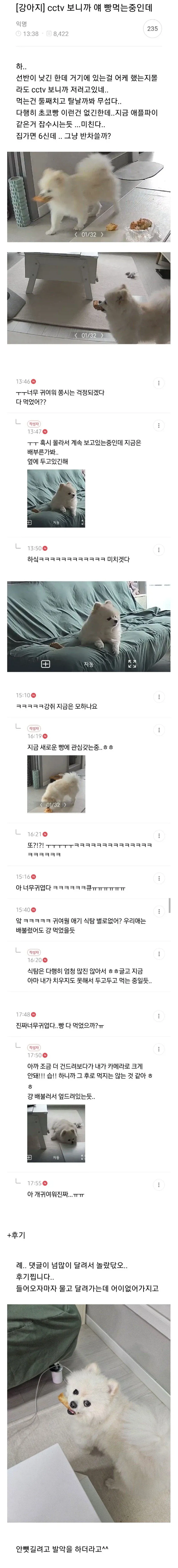 주인 몰래 선반 위 빵을 훔쳐 먹는 강아지