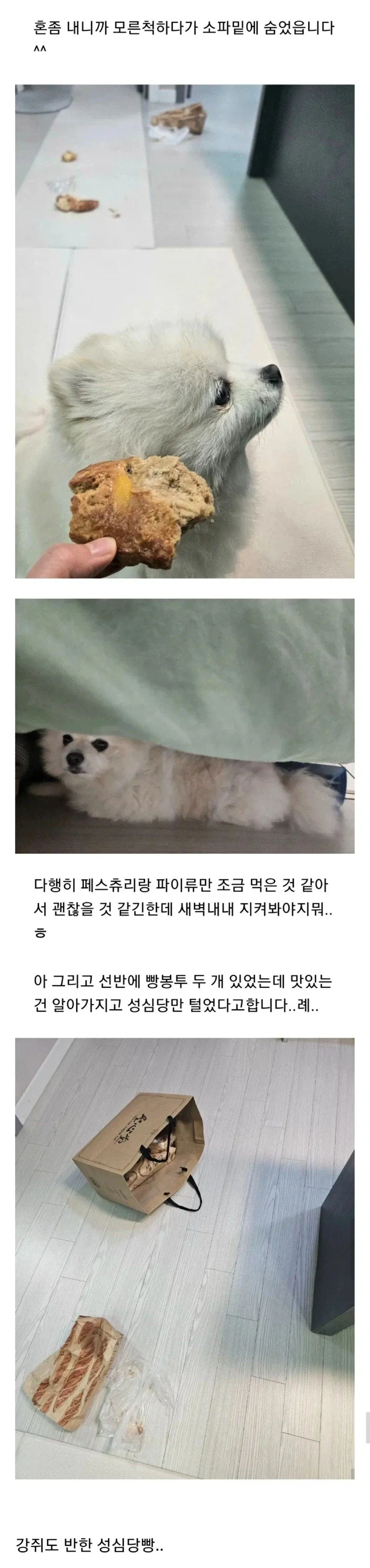 성심당 빵을 훔쳐 먹고 소파 밑에 숨은 강아지