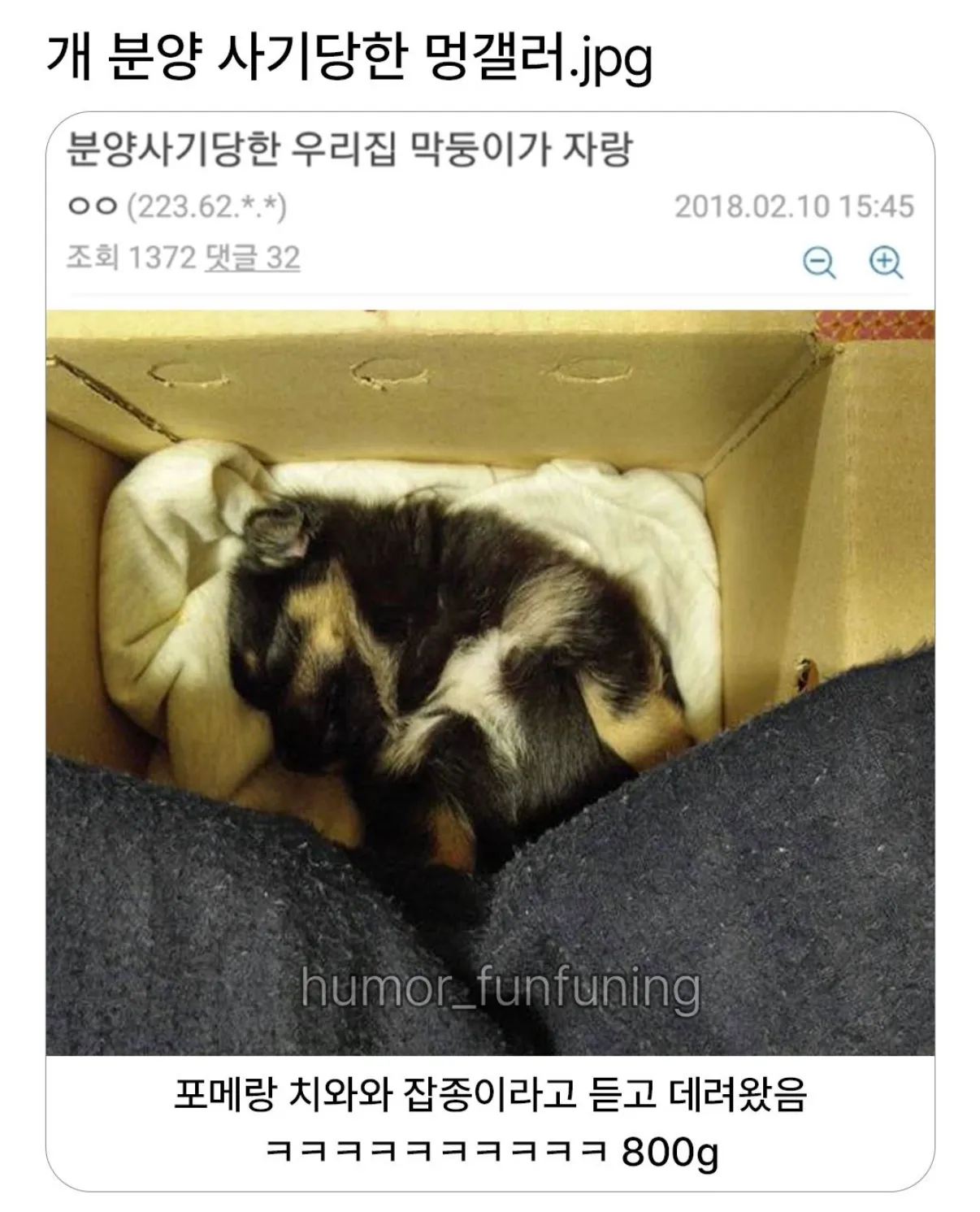 개 분양 사기를 당해 포메라니안과 치와와의 혼종으로 알고 데려왔지만, 실제로는 800g인 강아지를 자랑하는 게시글 캡처.